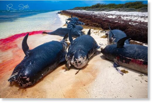 Dead pilot whales found beached on Anegada.