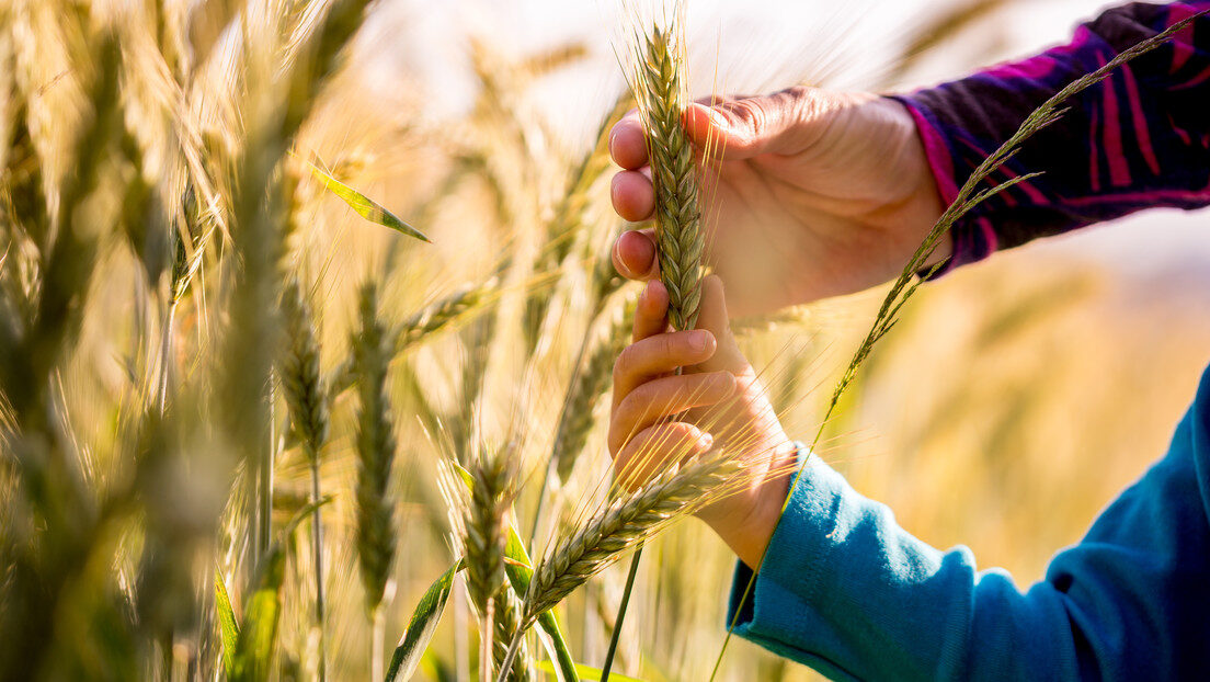 Wheat