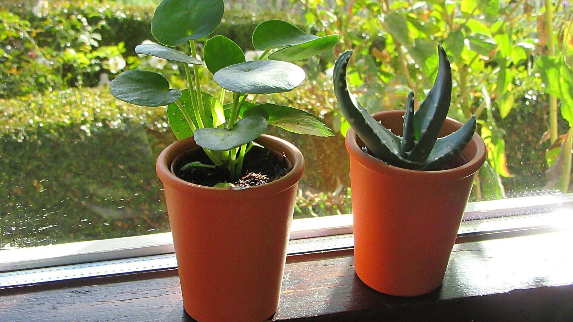Plants plantas