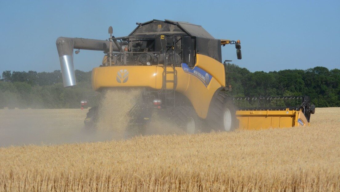 Wheat field