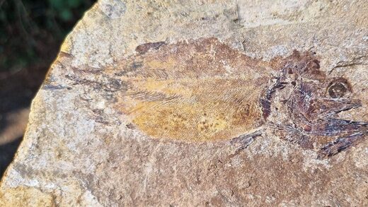 UK fossil