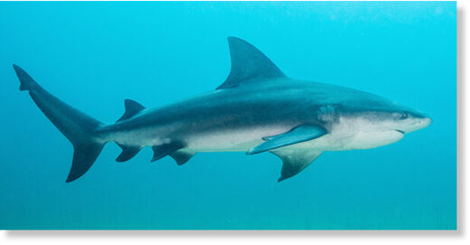 bull shark