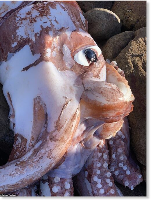 Twitter user Tim Dee, who found the strange-looking sea creature (above) on Scarborough Beach on Tuesday, shared photos and videos online that show the colorful squid's gigantic eye