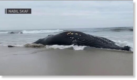 A dead humpback whale washed ashore at Manhattan Beach in Half Moon Bay Sunday.