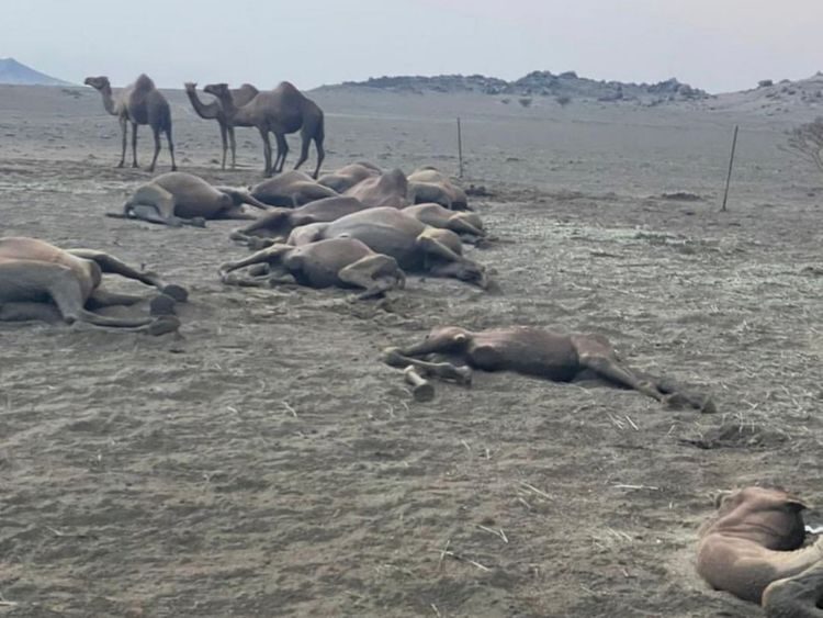 Camels killed by lightning.