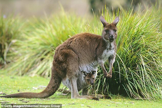 A man tragically died after he was attacked by a kangaroo. Pictured is a stock photo of a western grey kangaroo