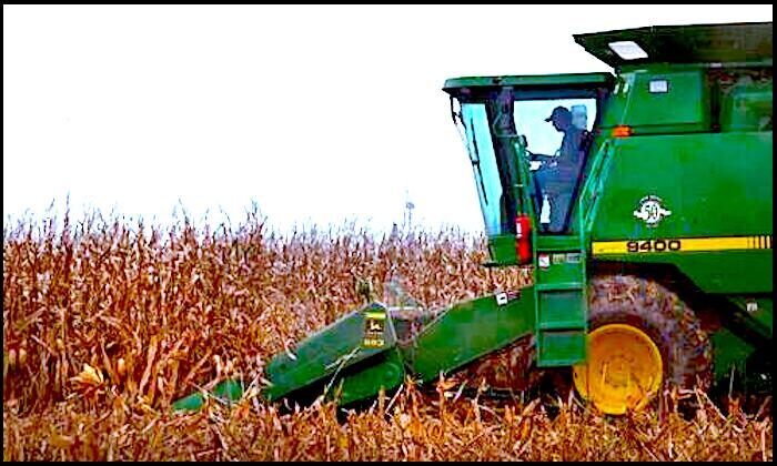 corn field