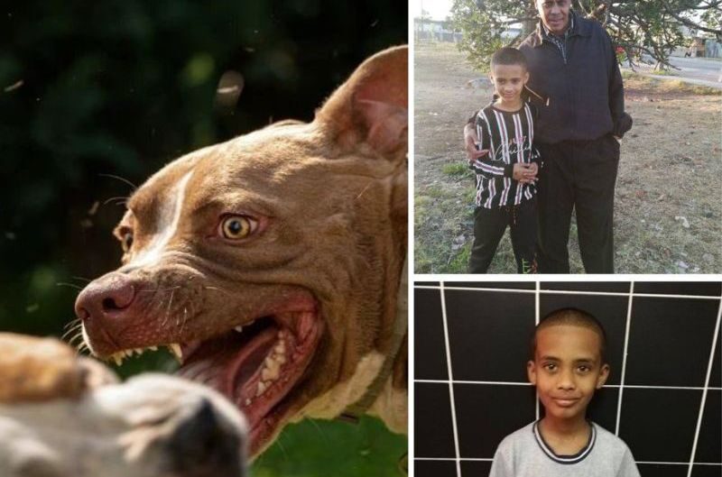 A 10-year-old boy MAULED to DEATH by family’s two Pitbulls