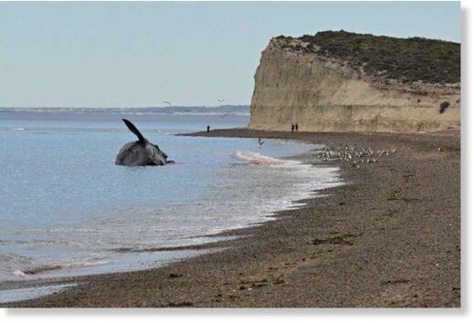 At least 13 dead southern right whales have appeared on the coast of the Golfo Nuevo and Peninsula Vald