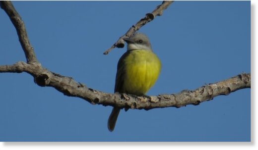 One picture snapped of the tropical kingbird on its visit to Windsor Tuesday.