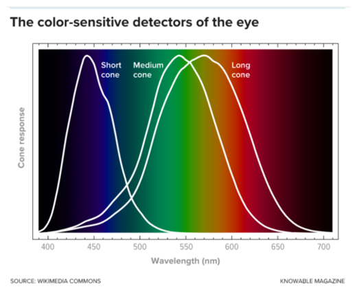 Color Detectors of Eye