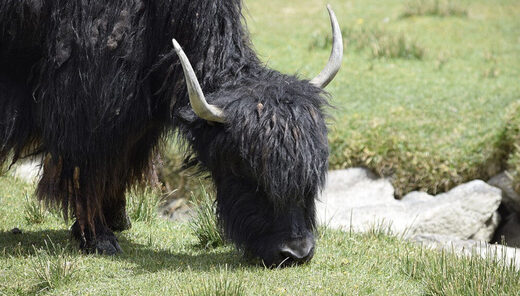 Clic para aumentar yak grazing