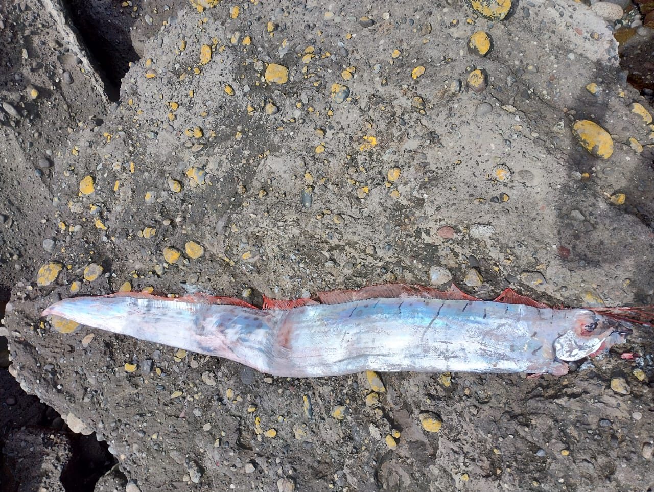 A 15-foot oarfish — thought to be a harbinger of impending earthquakes — washed ashore in Chile.