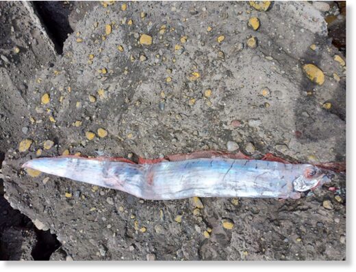 A 15-foot oarfish — thought to be a harbinger of impending earthquakes — washed ashore in Chile.
