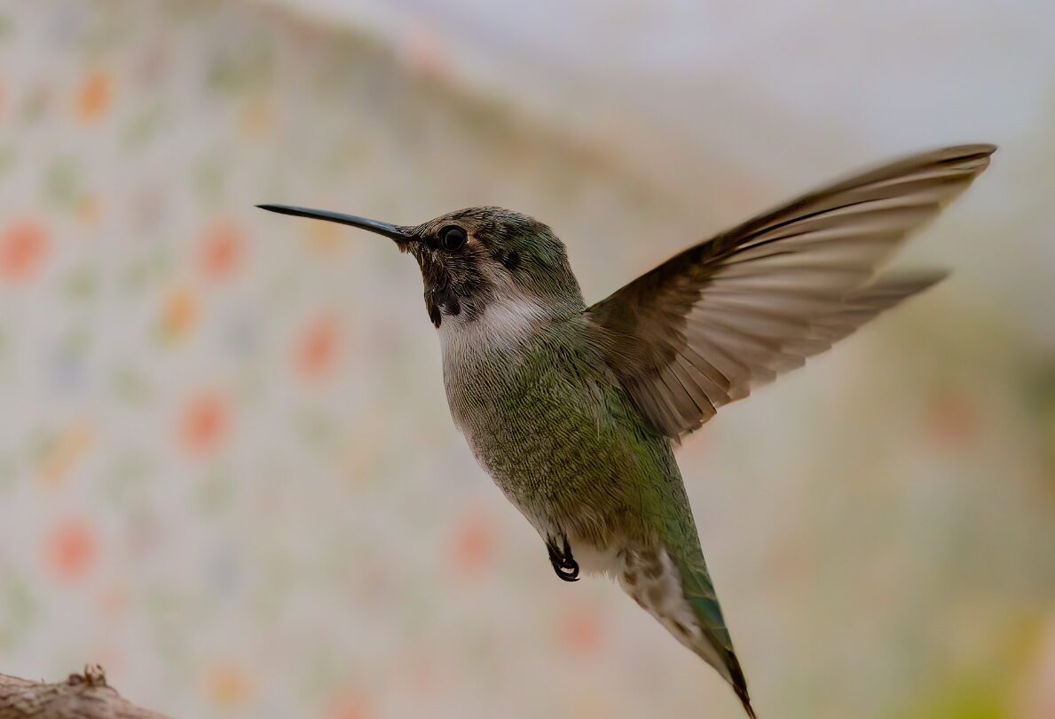 Costa’s Hummingbird