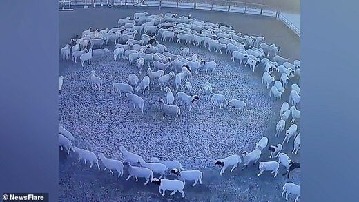 sheep circle