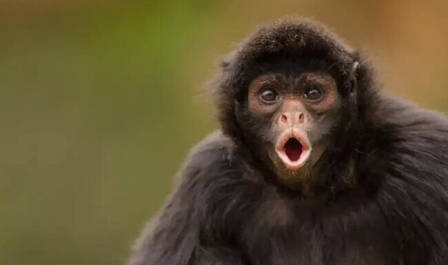 monkey