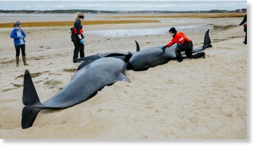 The pilot whales were found stranded on a Massachusetts beach