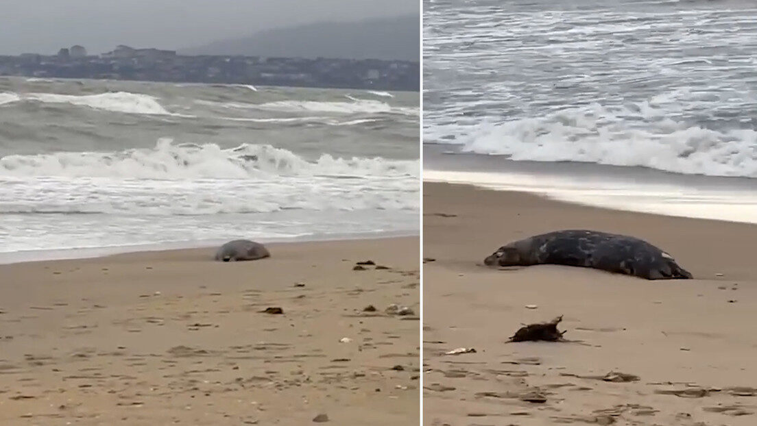Focas muertas Dagestan