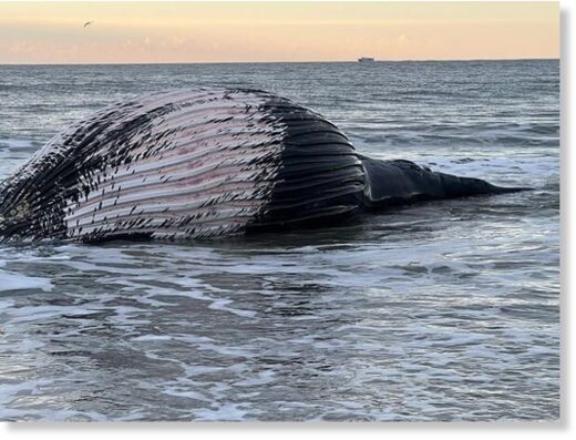 A dead humpback whale washed ashore Saturday morning on Mississippi Avenue in Atlantic City.