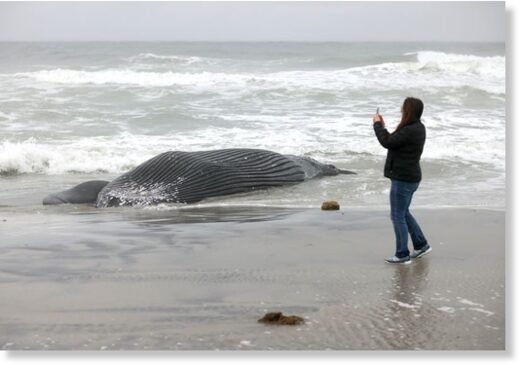 Lori Goldsmid, of Brigantine, takes pictures of an approximately 20-foot long humpback that washed ashore in the North end Brigantine Friday, Jan. 13, 2022.