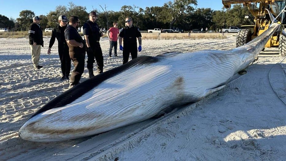A 'Very rare' whale found dead, stranded near Mississippi Gulf Coast