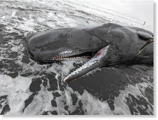 A sperm whale beached on the Oregon coast
