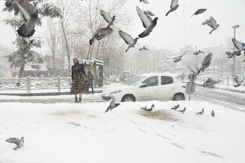 Pigeons forage for something to eat in the snow at Tajrish Square in Tehran.