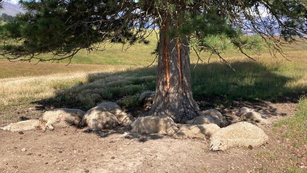 About a dozen sheep were killed when lightning struck a tree on a Naseby farm.