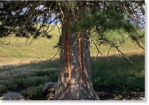 Clic para aumentar Marks on a tree where a dozen sheltering sheep were killed on January 6, 2023.