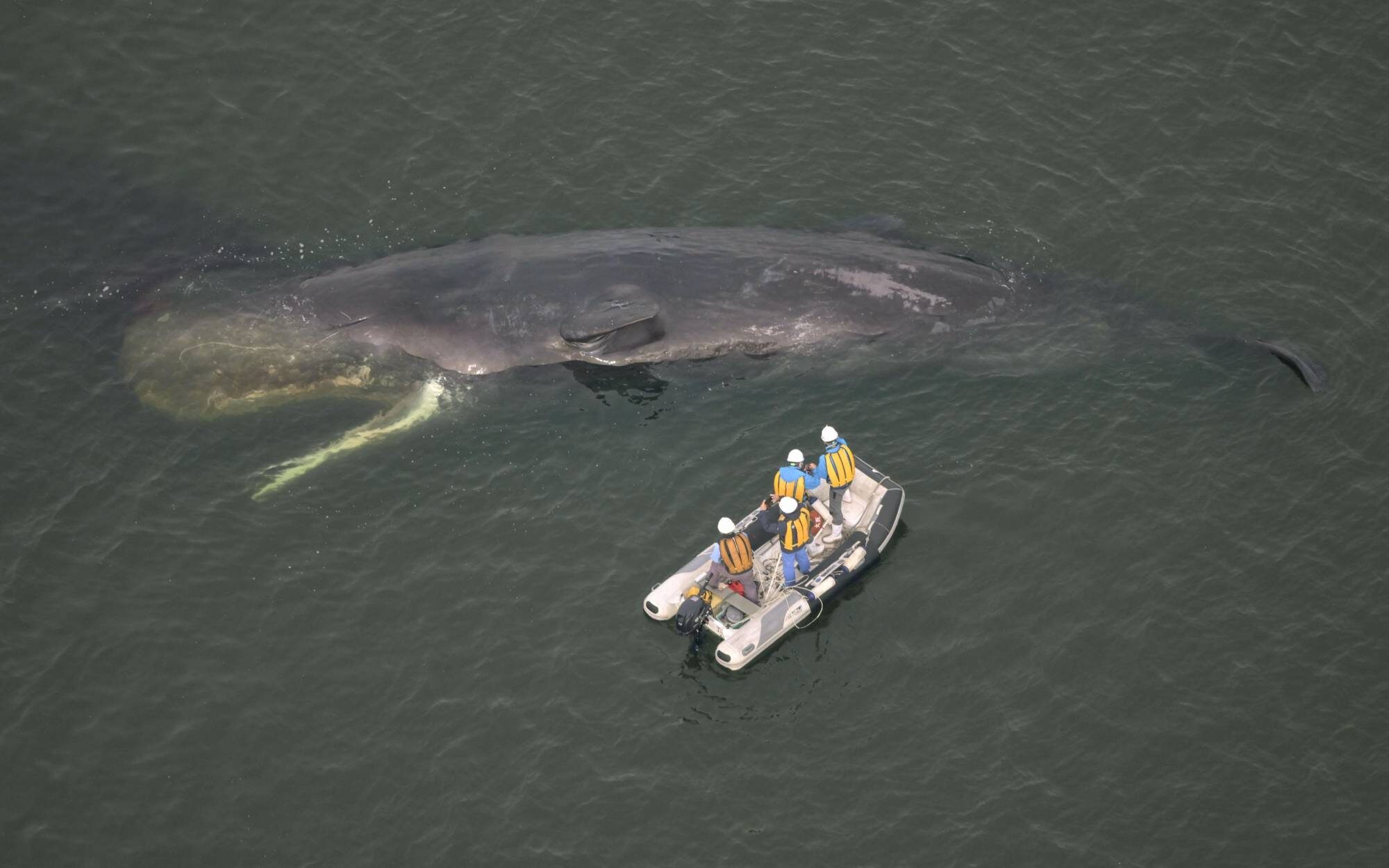 A whale spotted near the mouth of the Yodo River