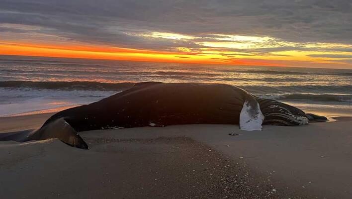 dead humpback whale beached on assateague island