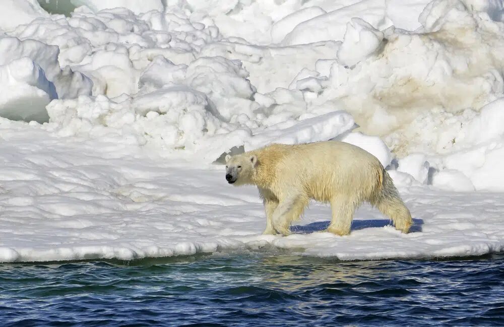 In this June 15, 2014, file photo released by the U.S. Geological Survey, a polar bear dries off after taking a swim in the Chukchi Sea