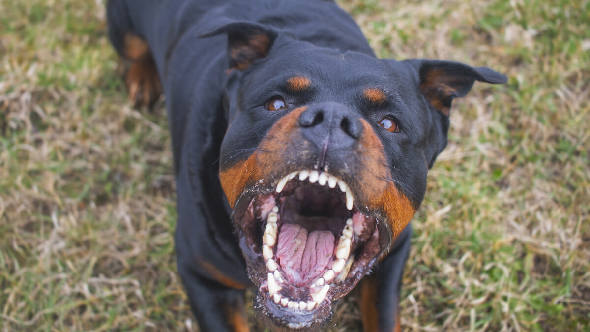 Rottweiler
