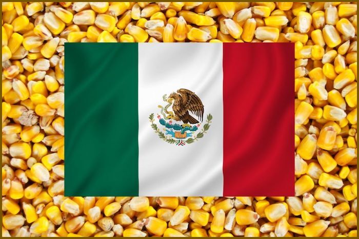 Corn/flag