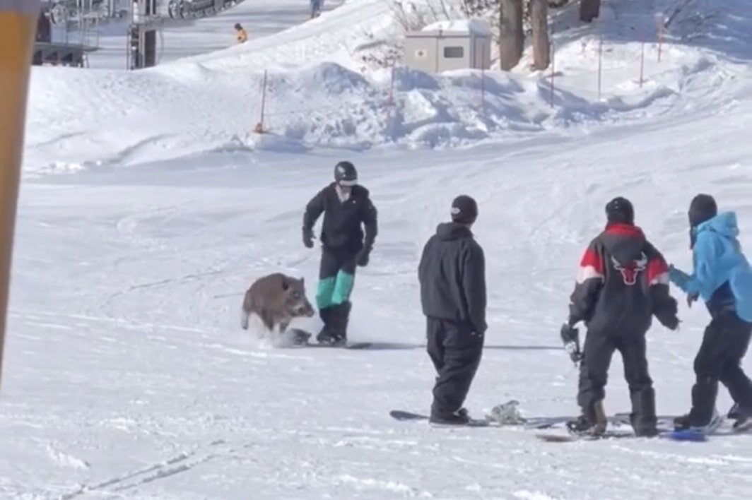 The boar attacking the first, unsuspecting snowboarder