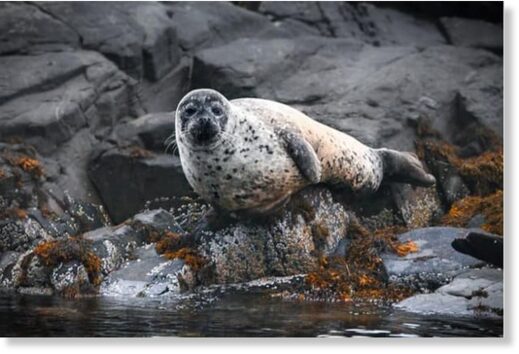 A seal on rocks at Brixham (File photo)