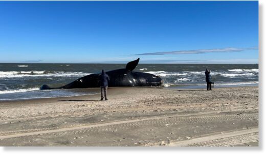 Clic para aumentar A male North Atlantic right whale washed up at