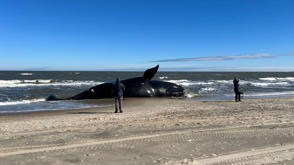 A male North Atlantic right whale washed up at