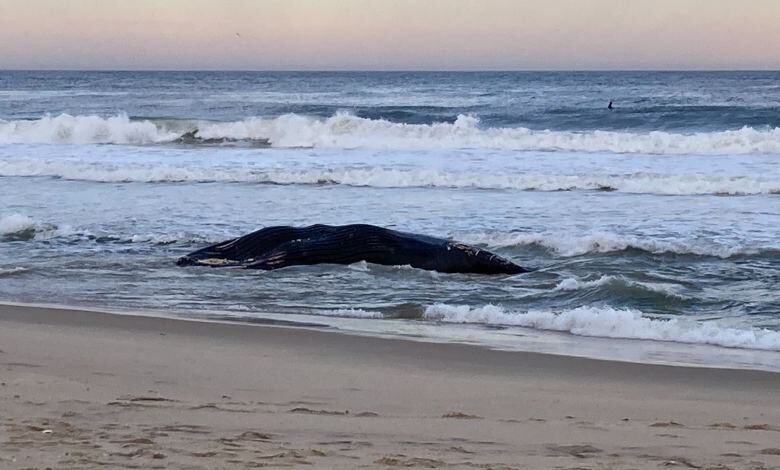 Another dead whale washed ashore in the area; This time at a Rockaway beach in Queens, New York.