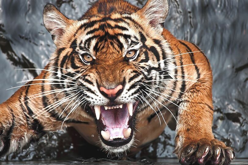 The tiger smashed through the glass of the window in a terrifying incident