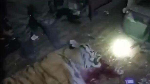 The 19-year-old was seriously wounded by the tiger (pictured) which was shot dead
