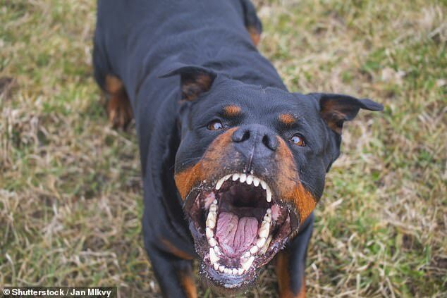 Two Rottweilers have been seized from a NSW south coast home following the death of a five-week baby girl (stock image)
