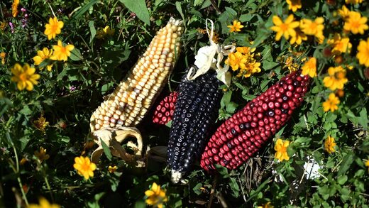 corn