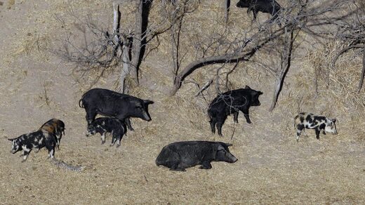 Wild pigs USA