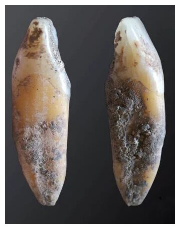 Human tooth recovered from Cueva de Malalmuerzo.
