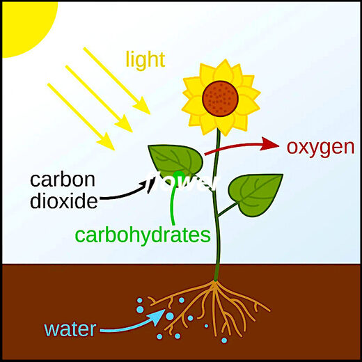 Photosynthesis graphic