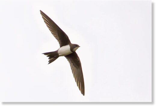 Clic para aumentar This Alpine Swift was well twitched at Oldbury Power Station, Gloucestershire, from 15-17th