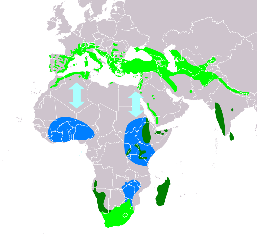 Clic para aumentar Distribution of the Alpine Swift