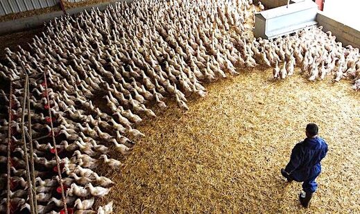 Flock Ducks